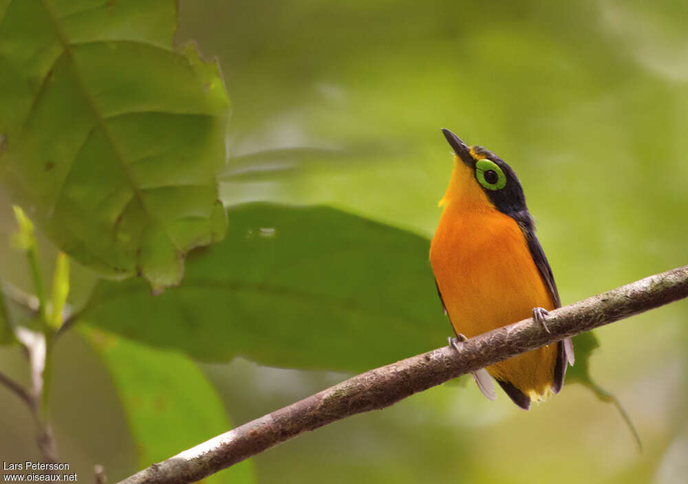 Yellow-bellied Wattle-eye male, close-up portrait