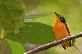 Yellow-bellied Wattle-eye