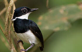 Chestnut Wattle-eye