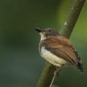 Chestnut Wattle-eye