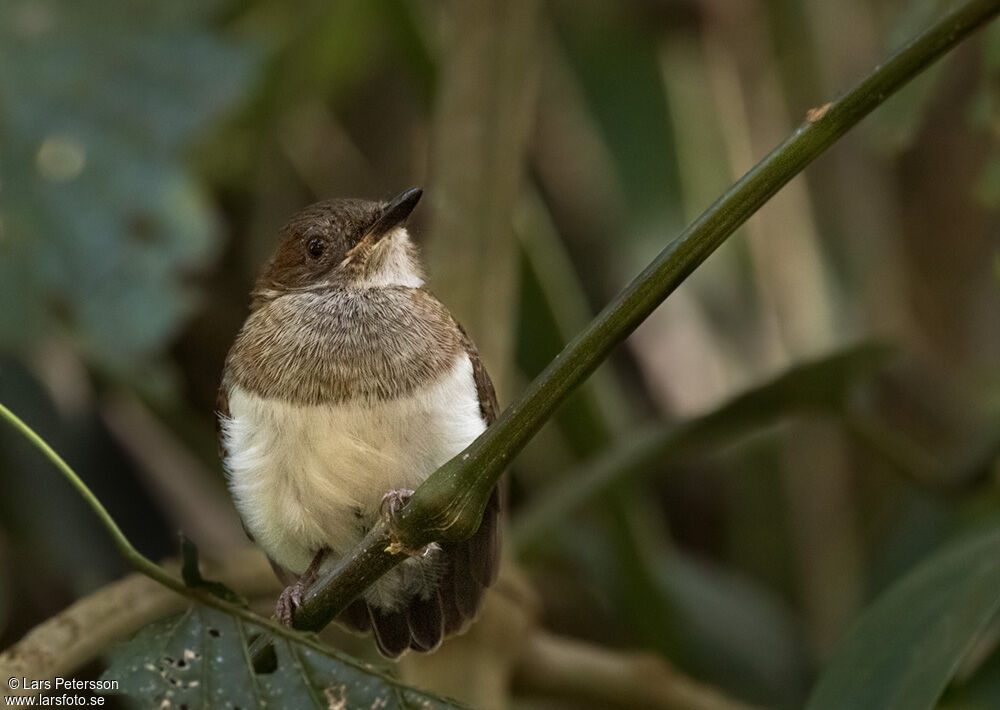 Chestnut Wattle-eye