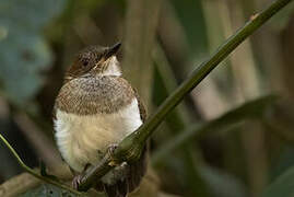 Chestnut Wattle-eye