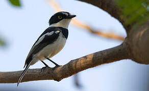 Western Black-headed Batis