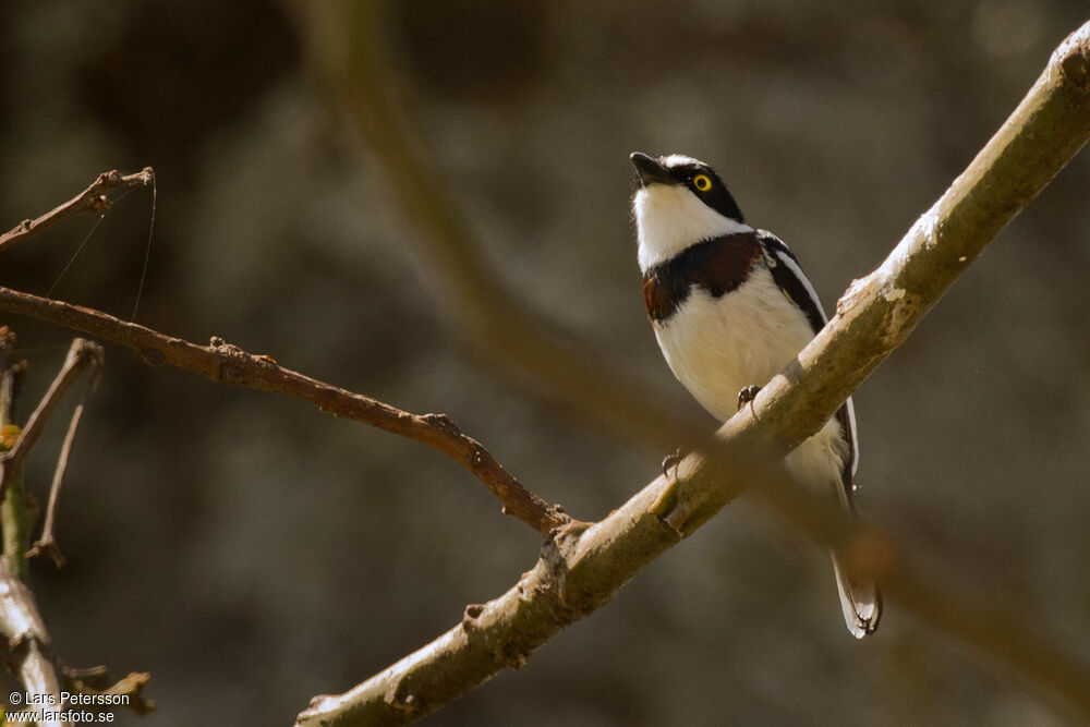 Western Black-headed Batis