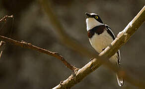 Western Black-headed Batis