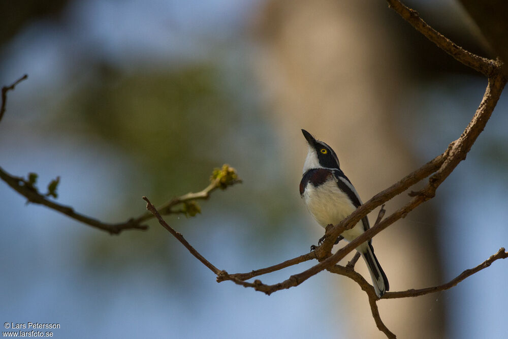 Western Black-headed Batis