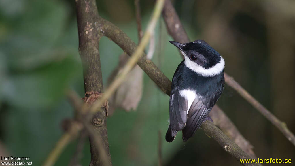 West African Wattle-eye male adult, identification