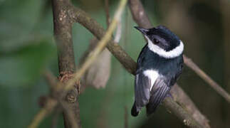 West African Wattle-eye