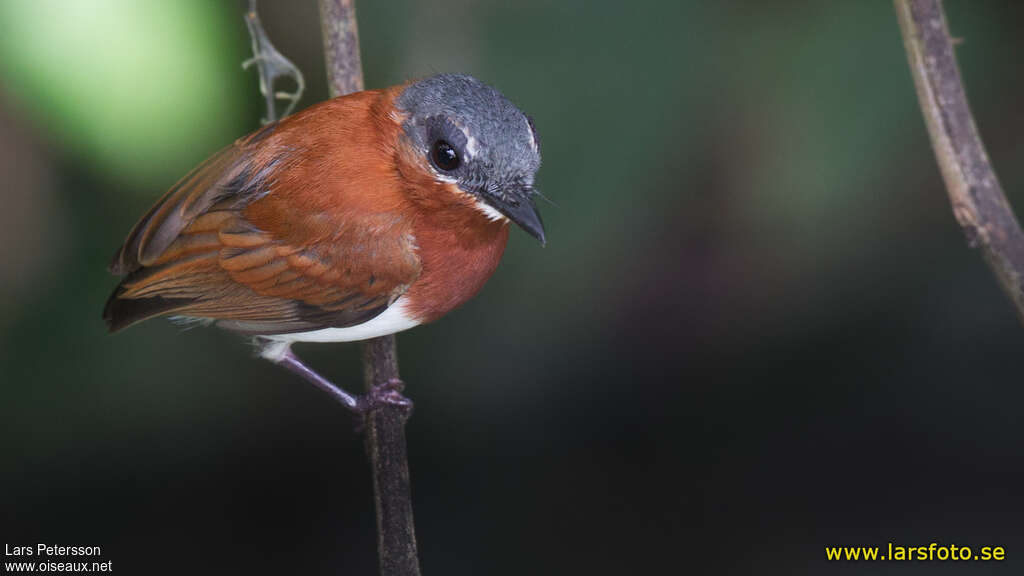 West African Wattle-eye female adult, identification