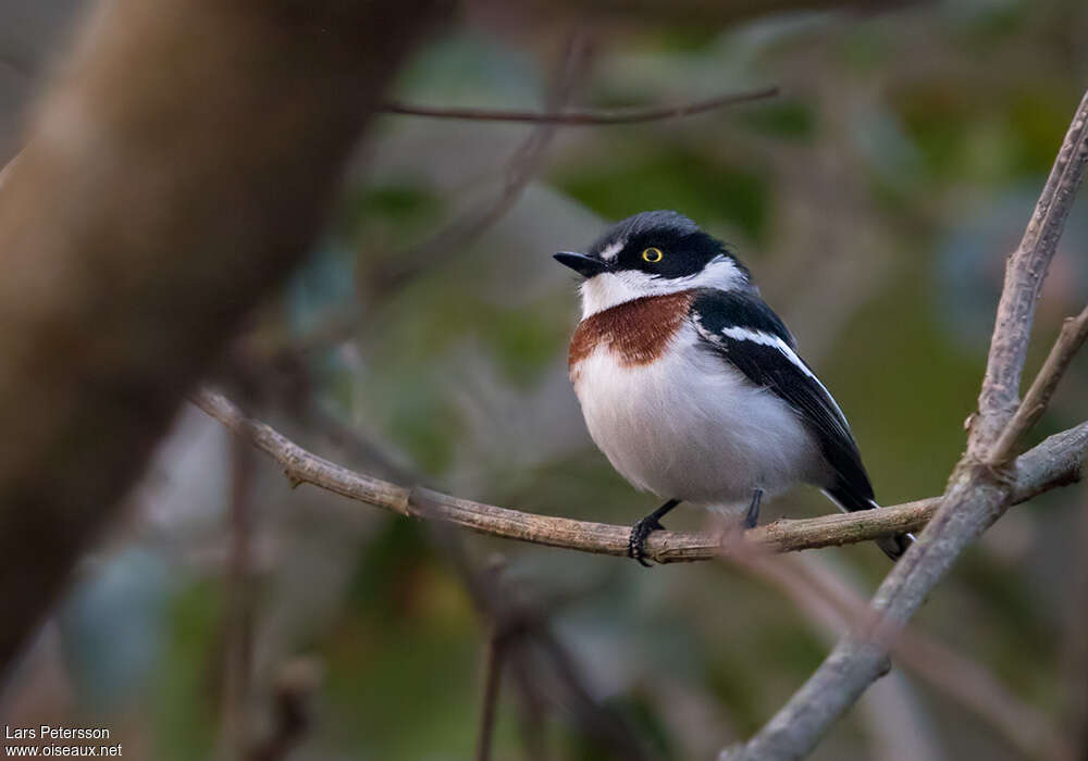 Pririt de l'Angola femelle adulte, identification