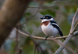 Angola Batis