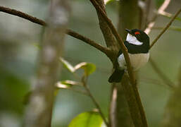 Banded Wattle-eye