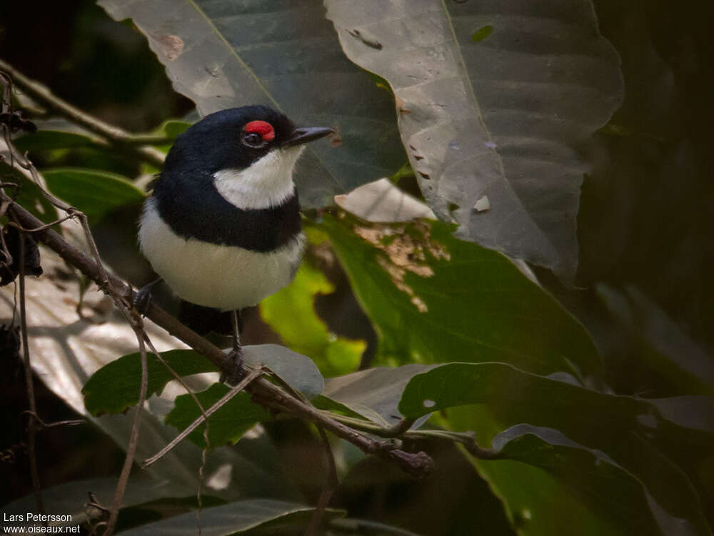 Banded Wattle-eye male adult