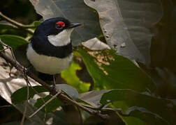 Banded Wattle-eye