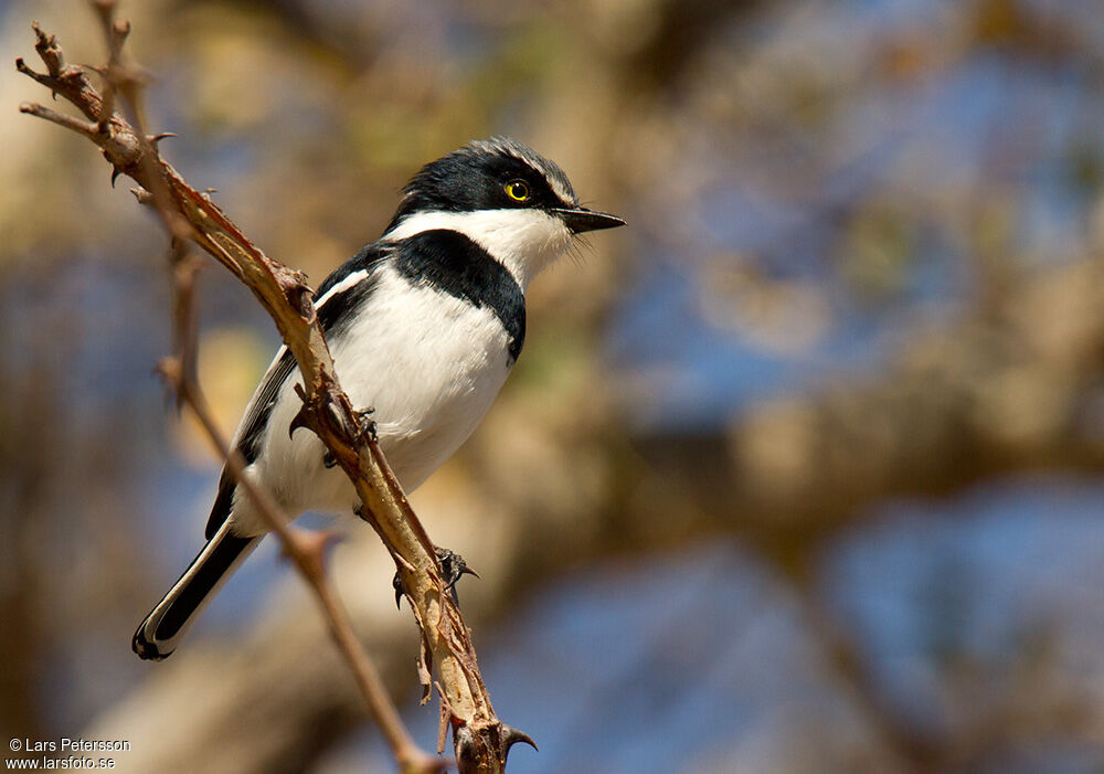 Chinspot Batis