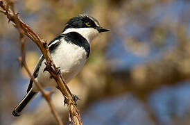 Chinspot Batis