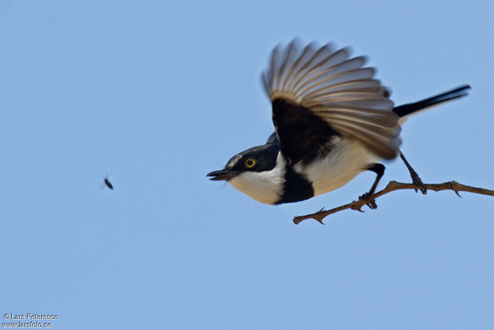 Chinspot Batis