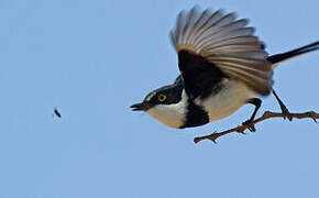 Chinspot Batis