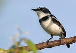 Pale Batis