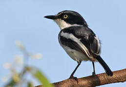 Pale Batis