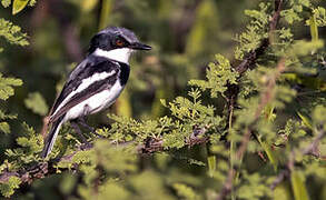 Pygmy Batis