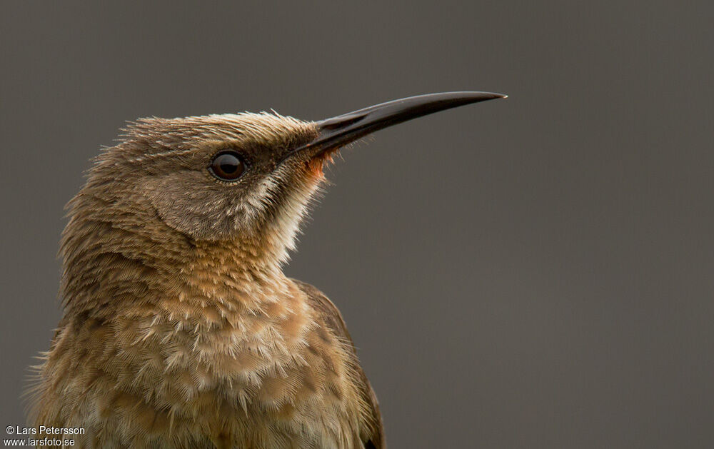 Cape Sugarbird