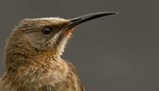 Cape Sugarbird