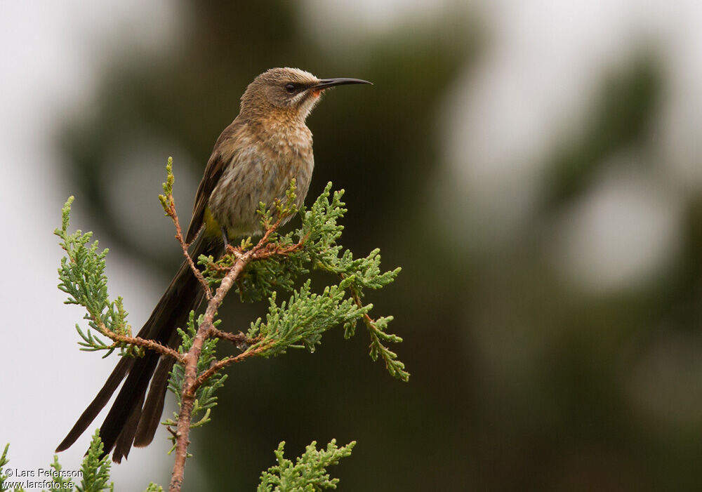 Cape Sugarbird