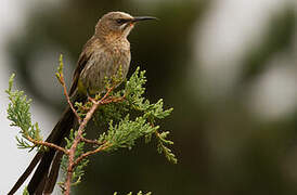 Cape Sugarbird