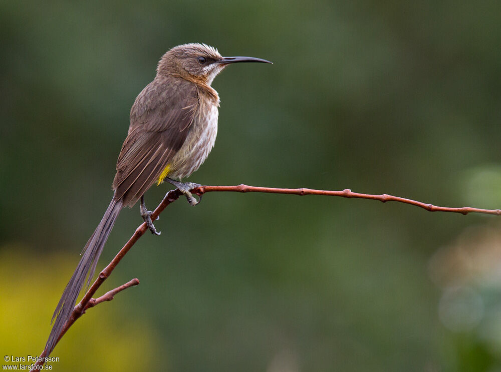 Cape Sugarbird