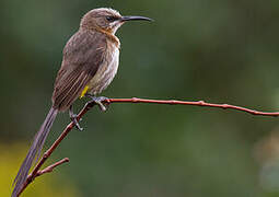 Cape Sugarbird