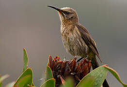 Cape Sugarbird