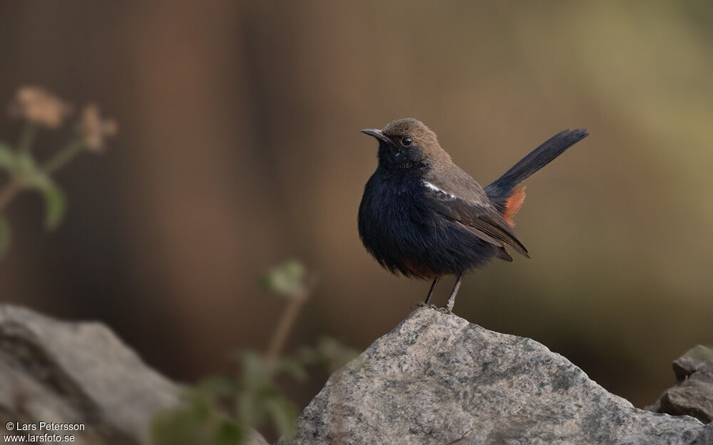 Indian Robin