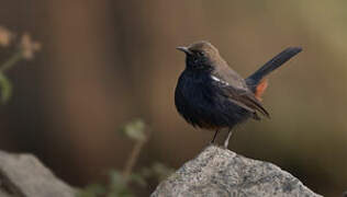 Indian Robin