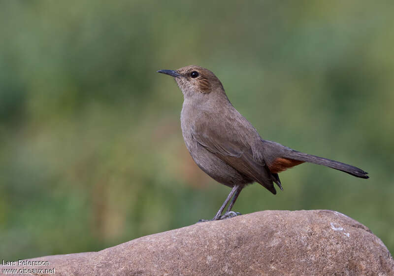 Indian Robin female adult, identification
