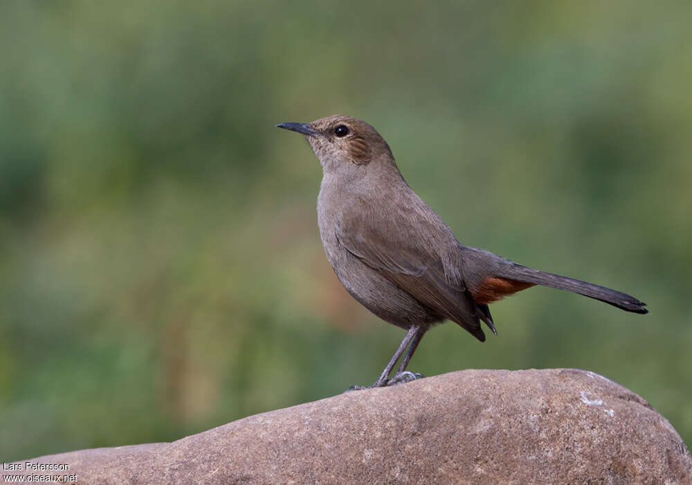 Pseudotraquet indien femelle adulte, identification