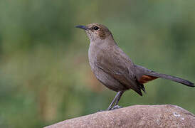 Indian Robin