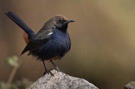 Indian Robin