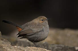 Indian Robin