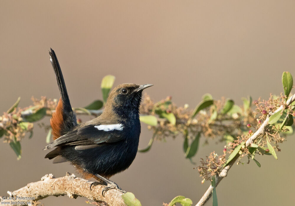 Pseudotraquet indien