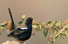 Indian Robin