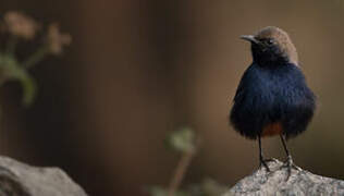 Indian Robin