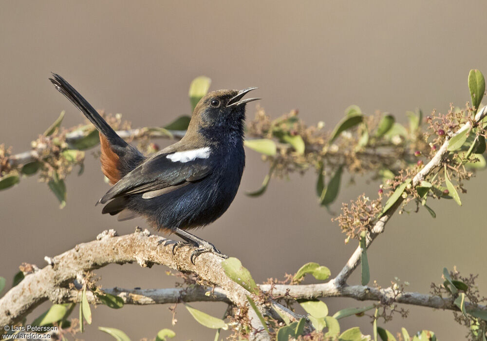 Indian Robin