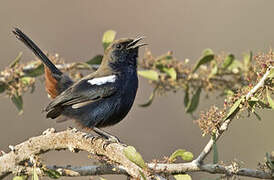 Indian Robin