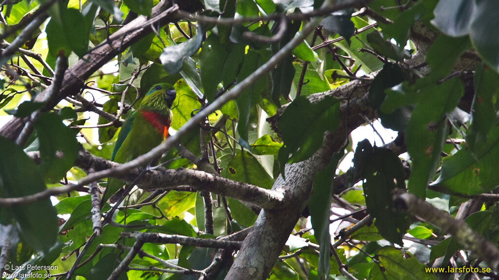 Salvadori's Fig Parrot