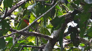 Salvadori's Fig Parrot