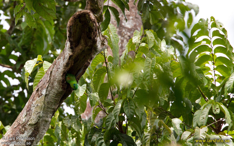 Salvadori's Fig Parrot