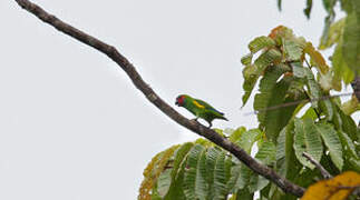 Double-eyed Fig Parrot