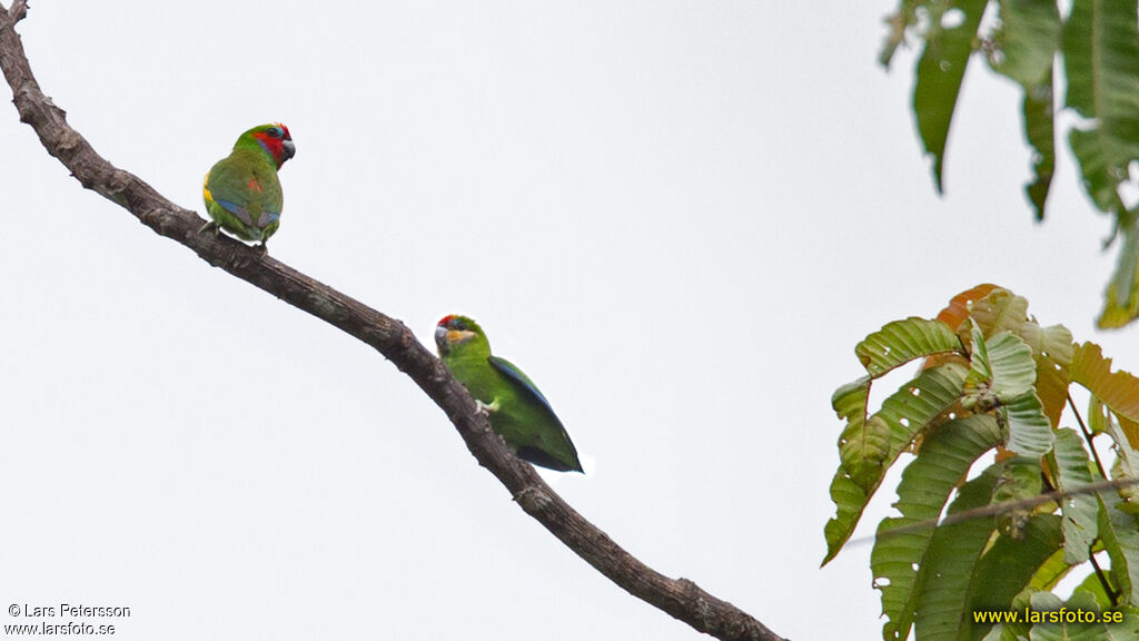 Double-eyed Fig Parrot