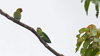 Double-eyed Fig Parrot